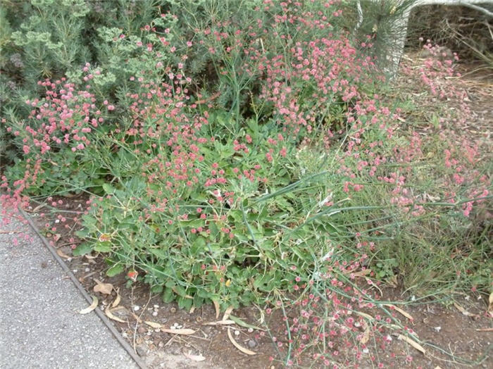 Eriogonum grande rubescens