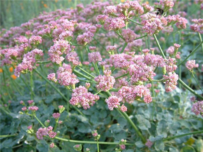 Plant photo of: Eriogonum grande rubescens