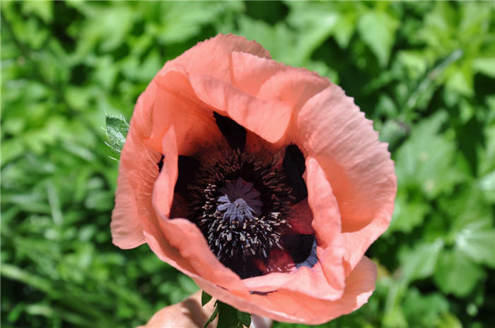 Plant photo of: Papaver orientale