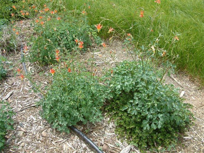 Plant photo of: Aquilegia formosa