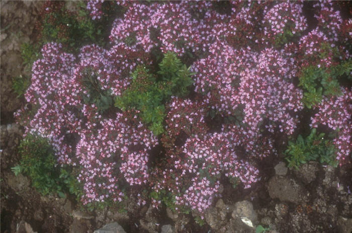 Oregano, Wild Marjoram