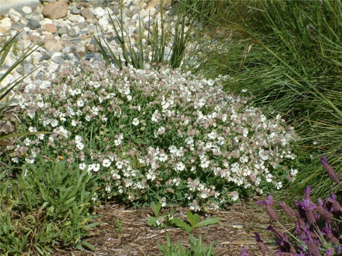 Silene uniflora