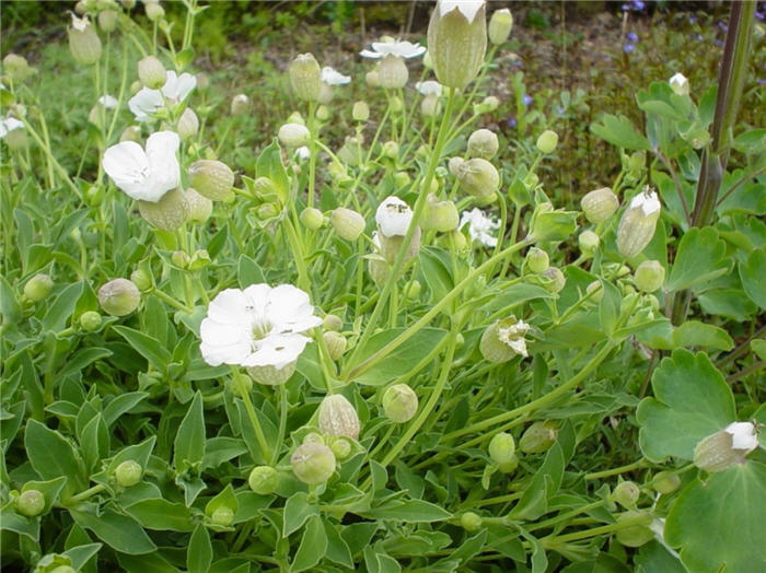 Plant photo of: Silene uniflora