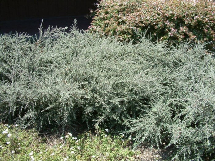 Cotoneaster buxifolius