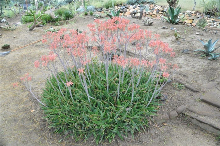 Aloe striata