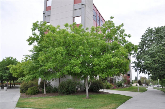 Plant photo of: Carya illinoieninsis