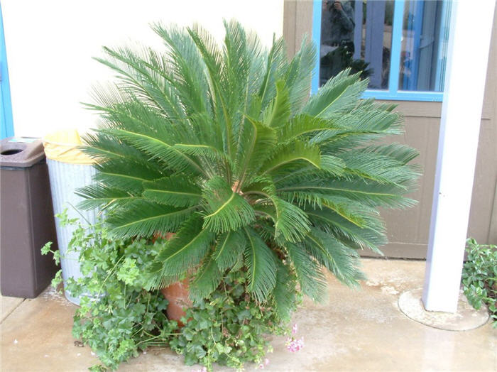 Plant photo of: Cycas revoluta