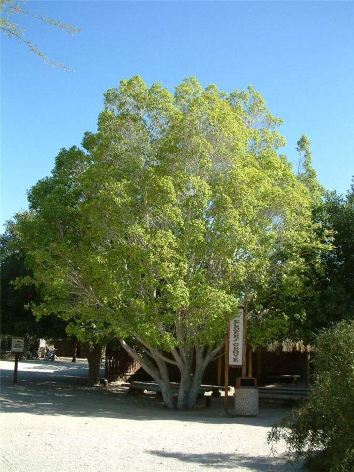 Indian Laurel Fig, Chinese Banyan