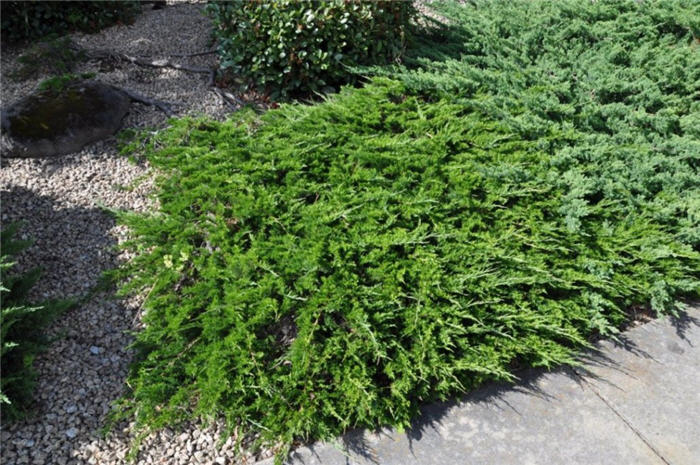 Juniperus sabina 'Tamariscifolia'