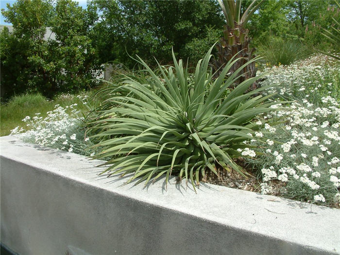 Agave bracteosa