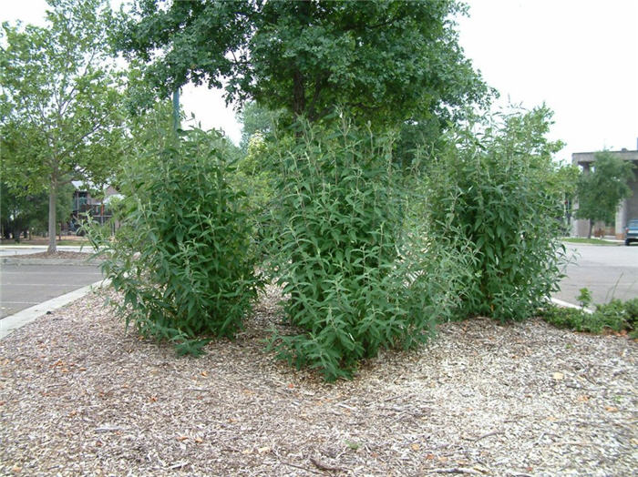 Buddleja davidii 'Black Knight'