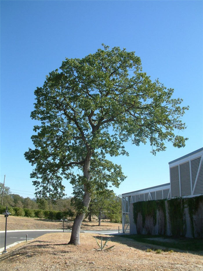 Quercus douglasii