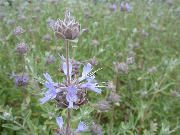 Plant photo of: Salvia clevelandii 'Aromas'