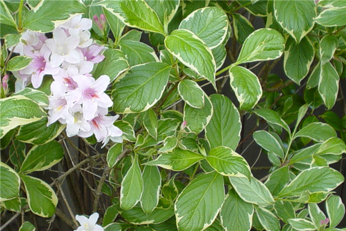 Plant photo of: Weigela florida 'Variegata'