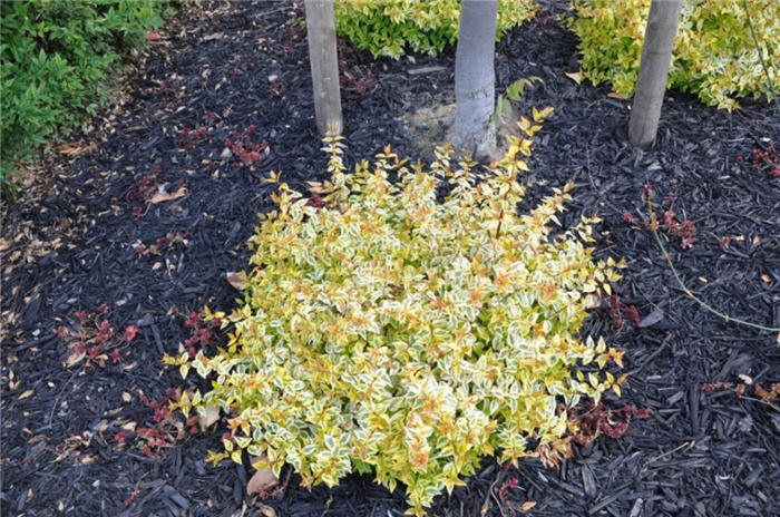 Abelia X grandiflora 'Kaleidescope'