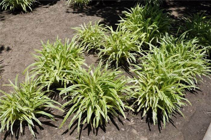 Agapanthus 'Tinkerbell'