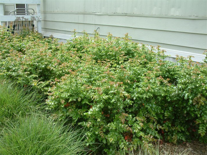 Plant photo of: Berberis pinnata 'Ken Hartman'