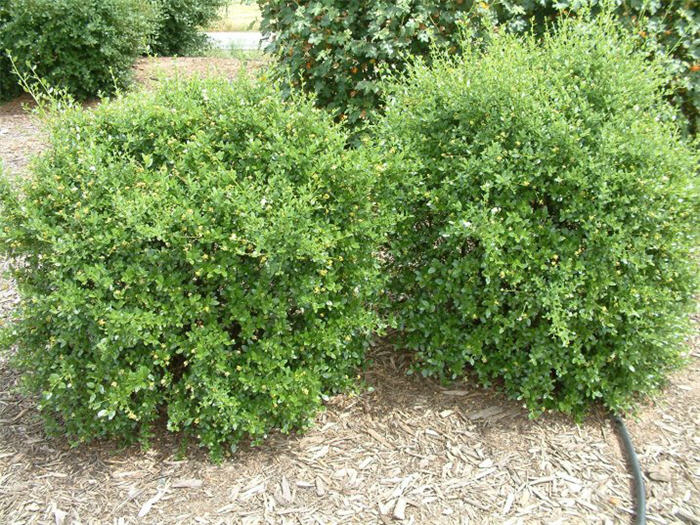 Ceanothus delilanus 'Glore de Versailles