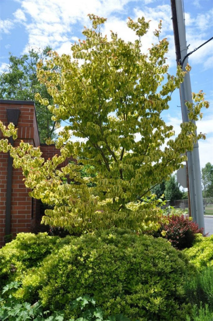 Cornus florida 'Cherokee Daybreak'