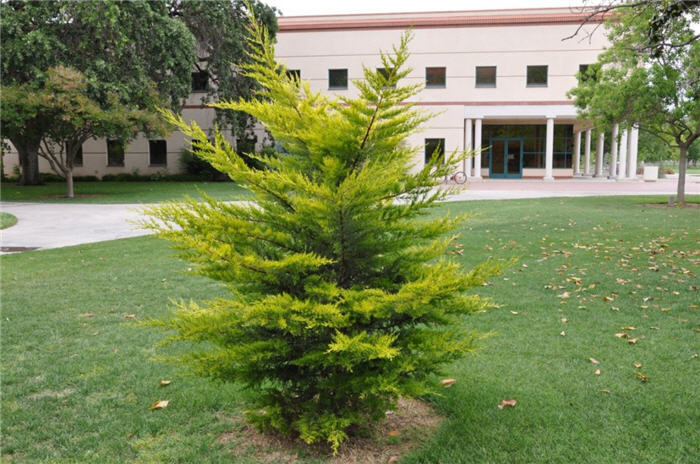 Plant photo of: Cupressus macrocarpa 'Goldcrest'