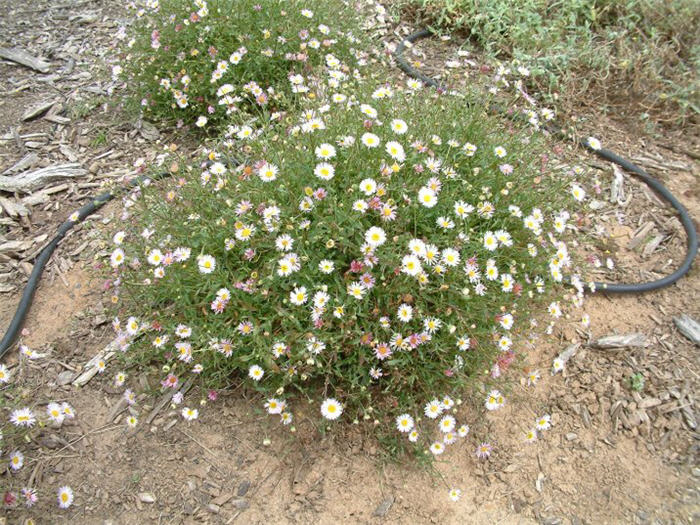 Plant photo of: Erigeron karvinskianus 'Moerheimii'