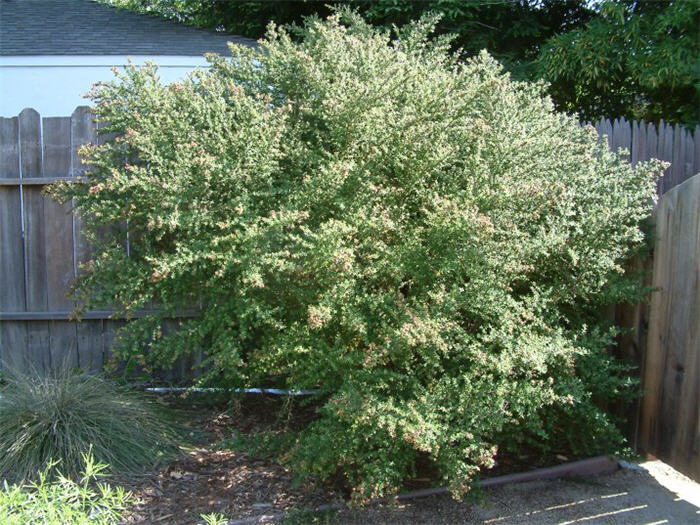 Leptospermum petersonii