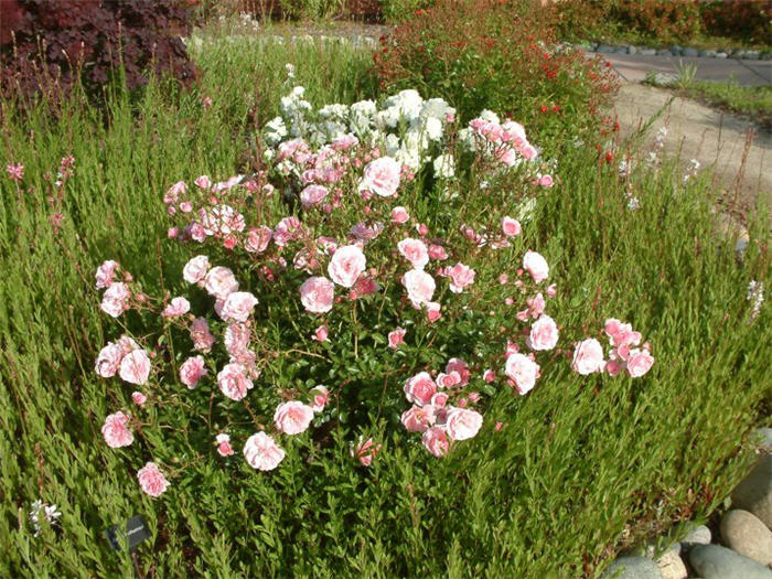 Rosa cv. floribunda pink