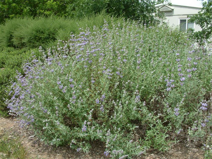 Salvia clevelandii 'Whirly Blue'