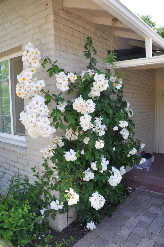 Rosa Climber 'Sally Holmes'