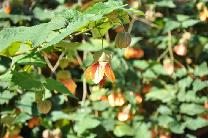 White Flowering Maple