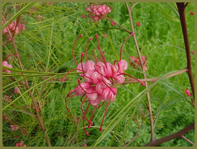 Plant photo of: Grevillea 'Long John'