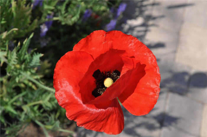 Plant photo of: Papaver rhoeas 'Flanders Field'