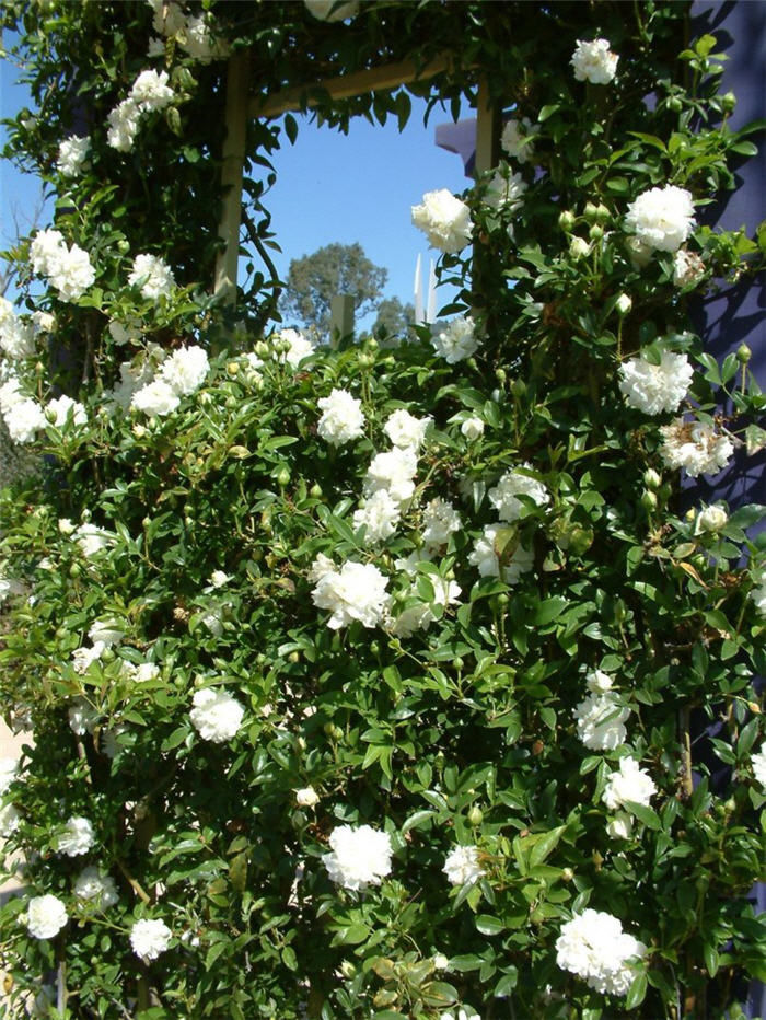 Rosa Climbing varieties