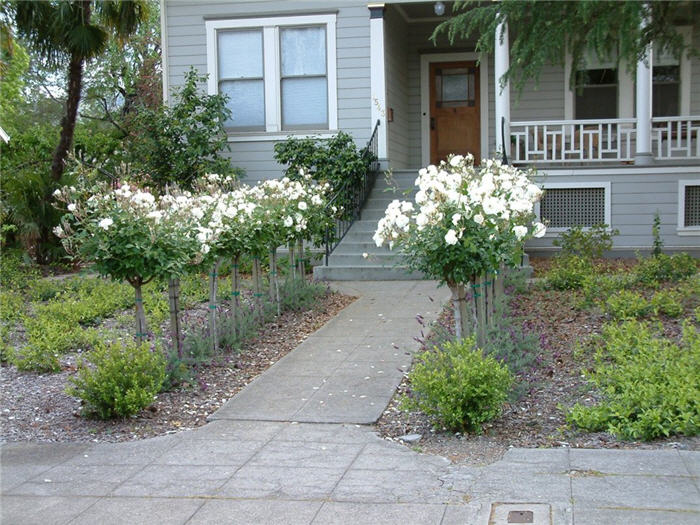 Rosa Tree varieties