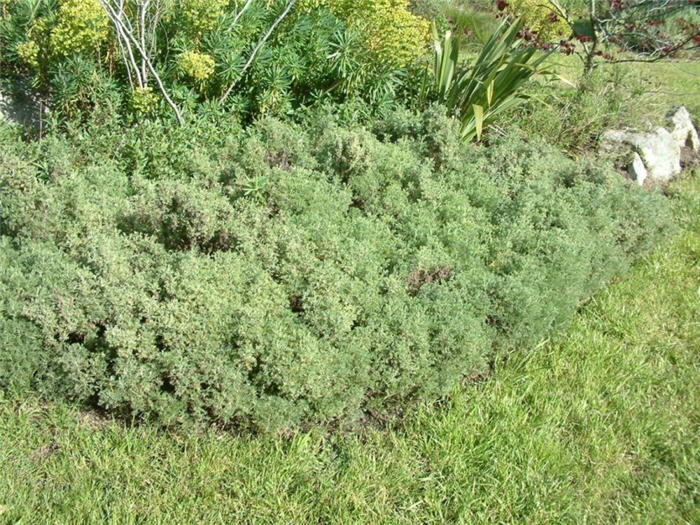 Artemisia californica