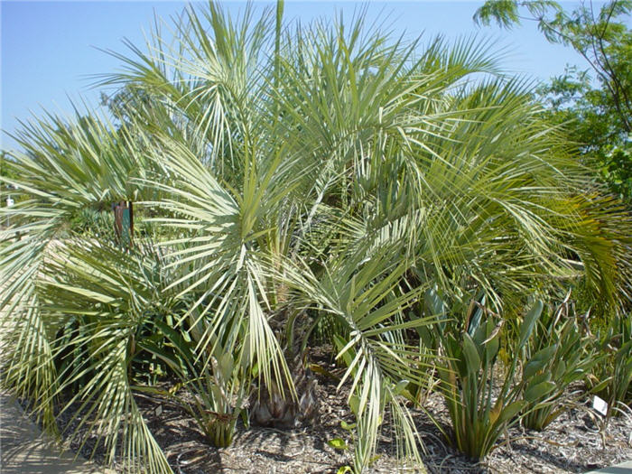 Butia capitata