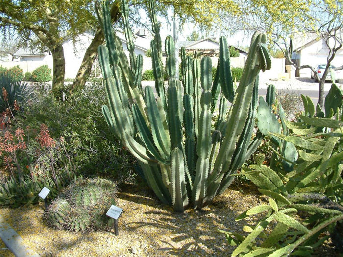 Plant photo of: Cereus peruvianus