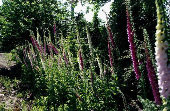 Plant photo of: Delphinium elatum