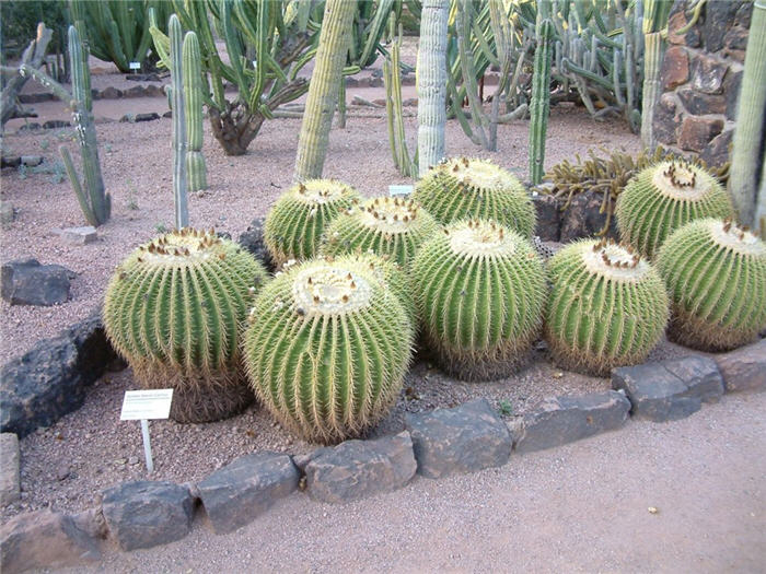 Echinocactus grusonii