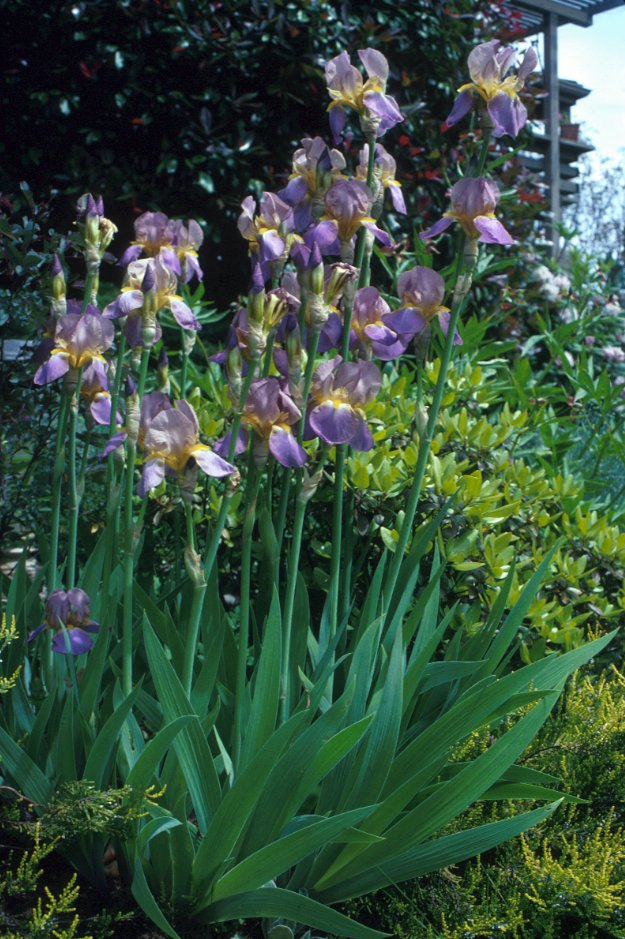 Iris Bearded Hybrids