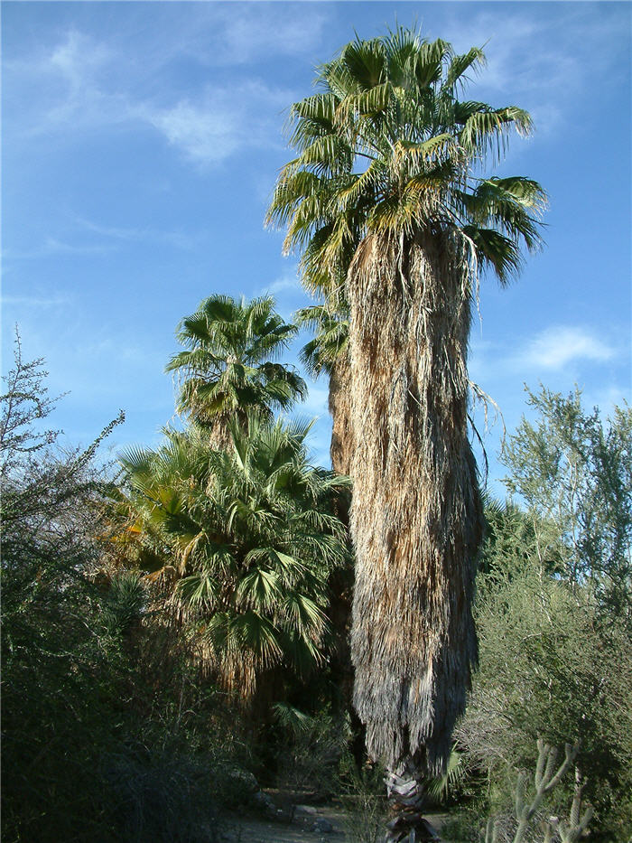 Plant photo of: Washingtonia robusta