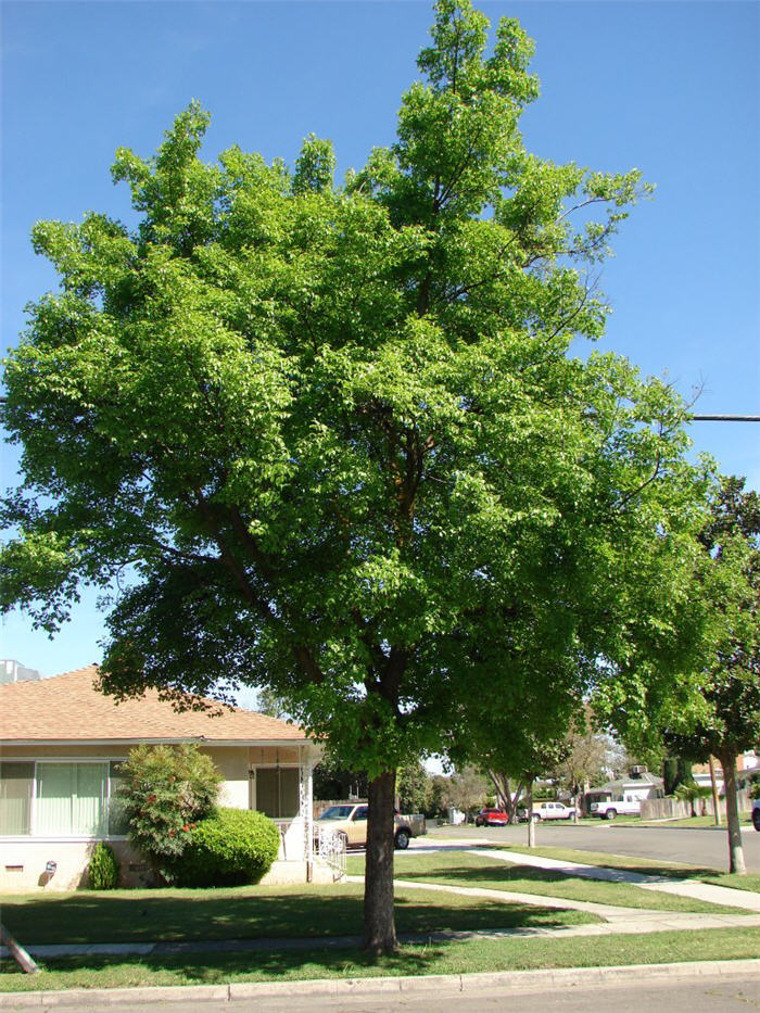 Plant photo of: Celtis sinensis