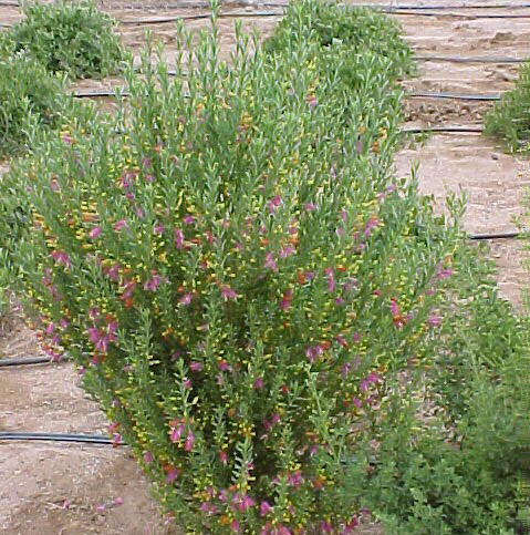 Eremophila racemosa bicolor