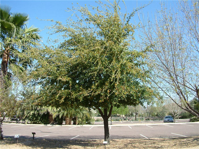 Plant photo of: Quercus virginiana