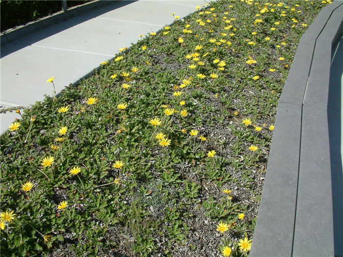 Arctotheca calendula