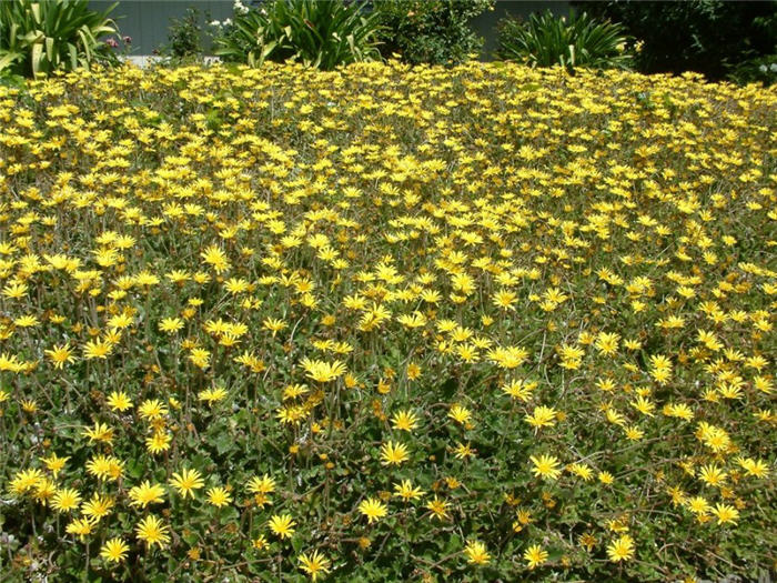 Plant photo of: Arctotheca calendula