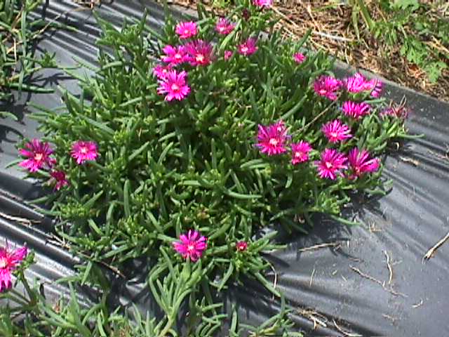 Purple Ice Plant