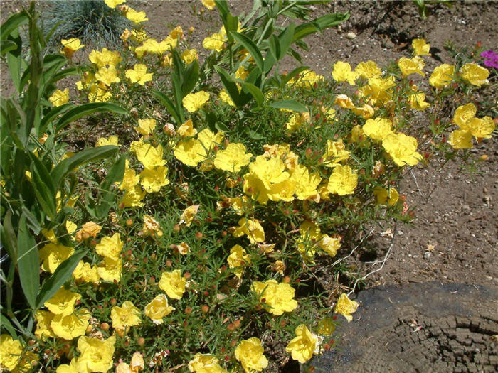 Plant photo of: Calylophus drummondii