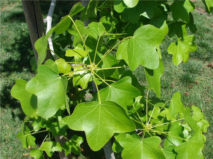 Liquidambar styraciflua 'Rotundiloba'