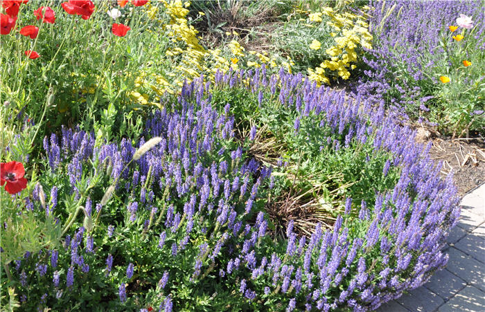 Salvia nemorosa 'May Night'